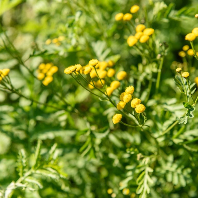 small-yellow-dandelion-flowers-green-background-closeup (1)
